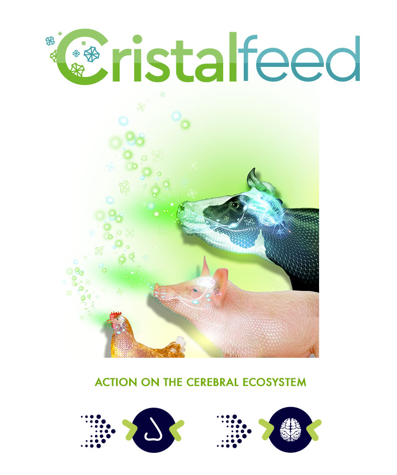 cristalfeed