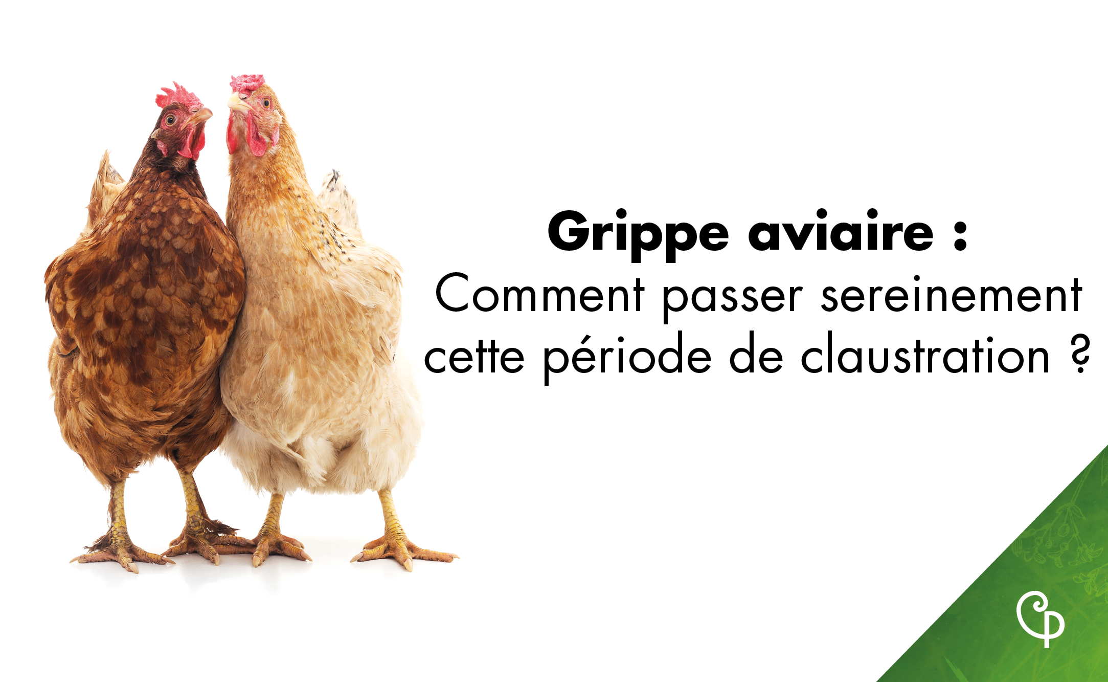 poulets grippe aviaire