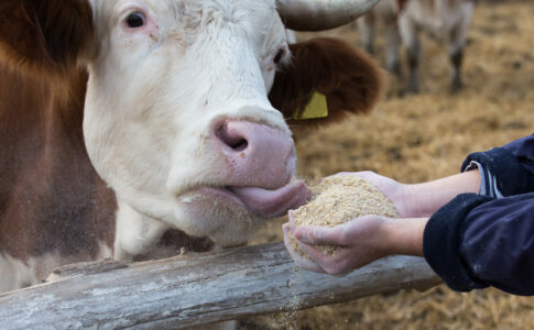 Farmer,Feeding,Simmental,Cows,With,Dry,Feed,From,Hands