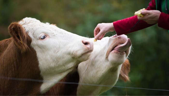 Appétence animaux vache