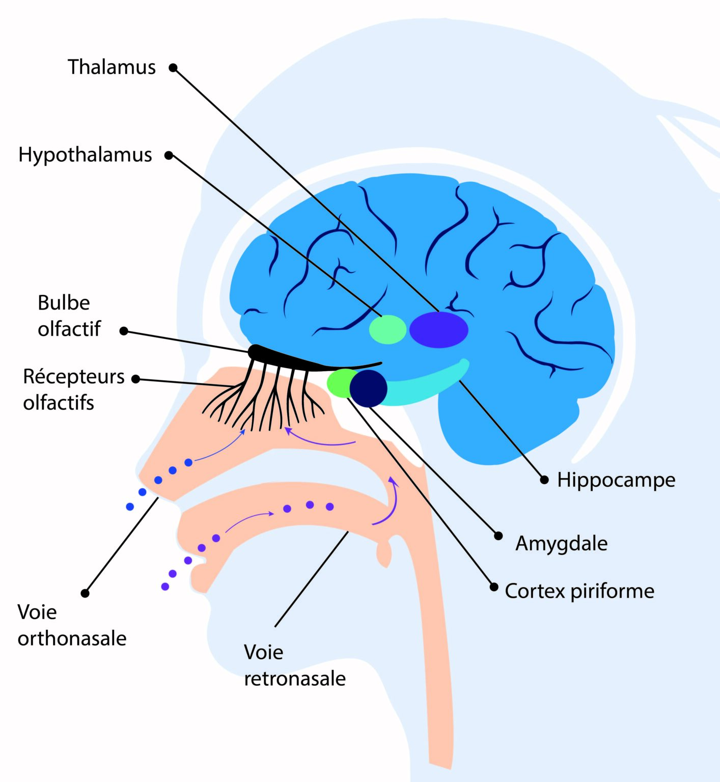 Olfaction Phod Olfaction Phod