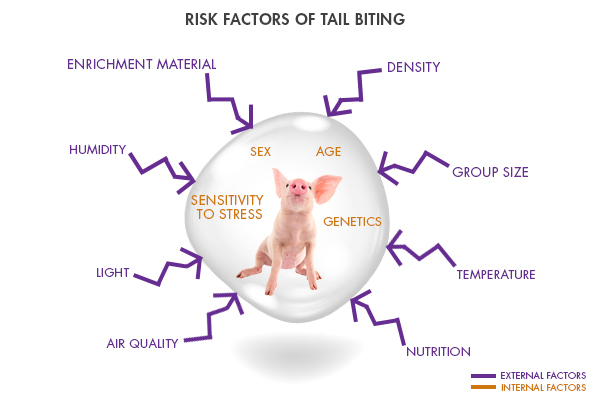 risk factor tail biting