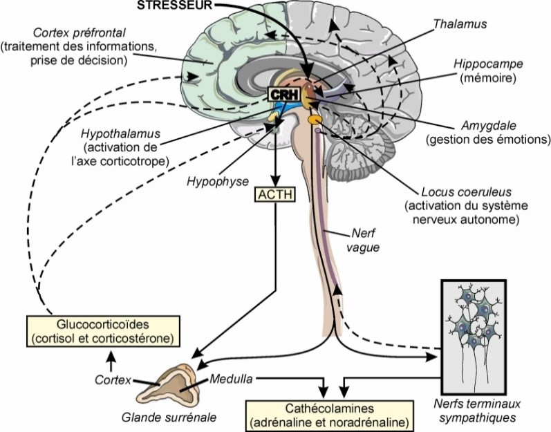 schéma stress cerveau