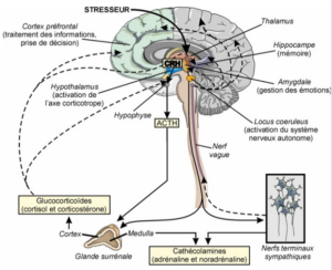 schéma stress cerveau