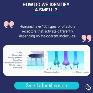 olfactory receptors