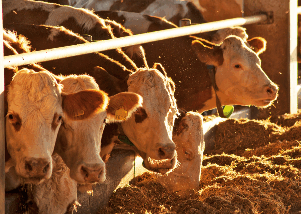 Antioxydant nutrition animale